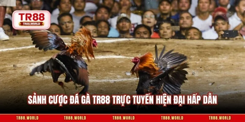 Sảnh cược đá gà TR88 trực tuyến hiện đại hấp dẫn